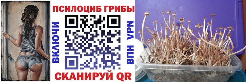 Псилоцибиновые грибы прущие грибы  это наркотические препараты  Кировград 